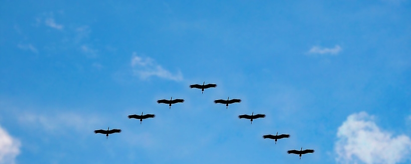 migrate